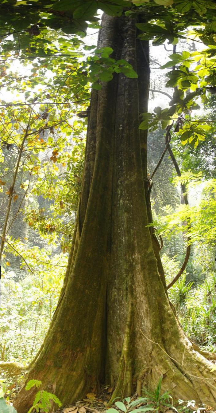 Foto bij Ntchisi Forrest Giant Vertical Panorama