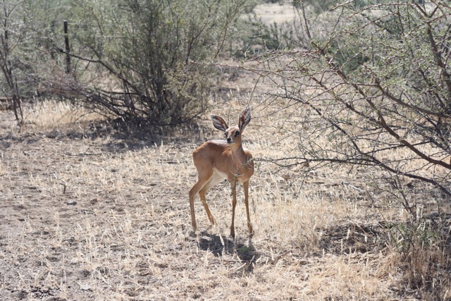 Foto bij Bambi